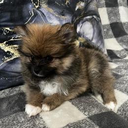 Valente - Orange male Pomeranian puppy in Edinburg, Texas from Divine Valley Poms