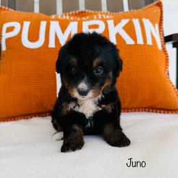 Juno - Tri-color female Bernedoodle puppy in Auburn, Indiana from Martin’s Doodles