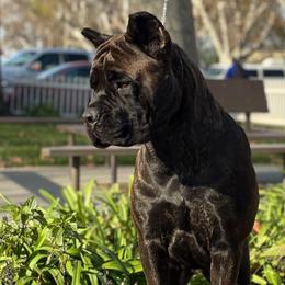 Carmela - Cane Corso