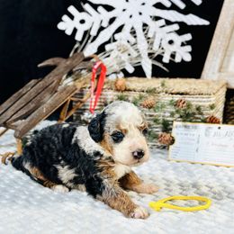Yellow boy - Merle male Bernedoodle puppy in Waukesha, Wisconsin from Bernedoodle Boutique (and Cavapoos)