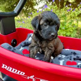 Buffy - Sable female Yorkipoo puppy in Walla Walla, Washington from Linda Sherman