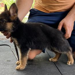 German Shepherd and Golden Retriever Puppies from Vom Bethel