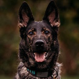 German Shepherds from DraugrHaus German Shepherds