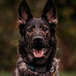 German Shepherds from DraugrHaus German Shepherds