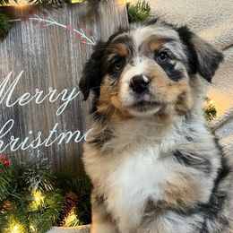 Maple - Blue merle Australian Shepherd puppy in East Wenatchee, Washington from Flying L Aussies