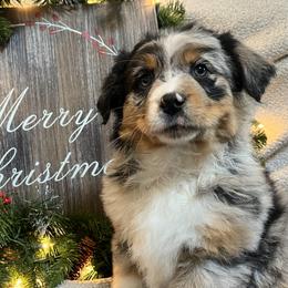 Maple - Blue merle Australian Shepherd puppy in East Wenatchee, Washington from Flying L Aussies