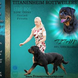 Titan - Rottweiler