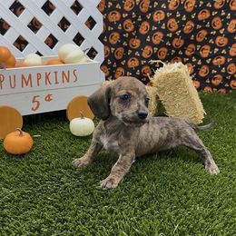 Red Brindle Smooth Female - Red female Dachshund puppy in Killeen, Texas from Southern Dachshunds