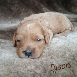 Tyson - Red male Cavapoo puppy in Eau Claire, Wisconsin from Fisher River Doodle's