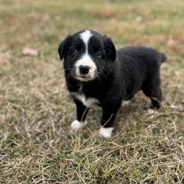 Dasher - Black male Border Collie puppy in Erwin, North Carolina from Herd That Farms