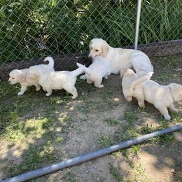 Golden Retrievers from Nancy’s Golden Haven