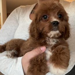Daisy (female - cream collar) - Red female Cavapoo puppy in Gilbert, Arizona from Azteddybeardoodles