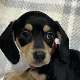 Sarah     REDUCED - Black and cream female Dachshund puppy in Bullard, Texas from Mimidachs of Texas