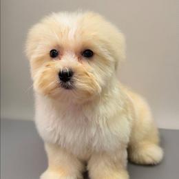 Enya - Tan female Yorkipoo puppy in Lebanon, Kentucky from Mosaic Merle Doodles