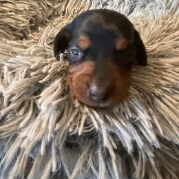 Oliver - Black and tan male Dachshund puppy in Madisonville, Texas from Little B’s Dachshund Farm