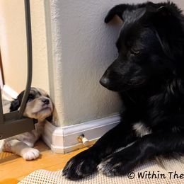 Australian Shepherd, Miniature Australian Shepherd, and Toy Australian Shepherd Puppies from Within The Nile Aussies LLC