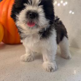Lola - Black gold and white female Shih Tzu puppy in Bullhead City, Arizona from Arizona Shih Tzu Land