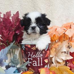 Black Spotted Boy - Black and white male Shih Tzu puppy in Vinita, Oklahoma from Locust Creek Shih Tzu & Havanese