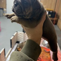 Minnie - Red and white female Bulldog puppy in Topeka, Kansas from Midwest Monster Made Bulldogs