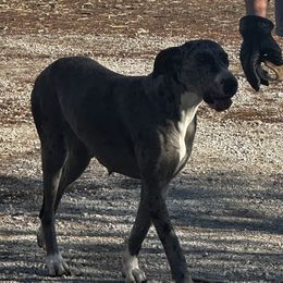 Vada - Great Dane