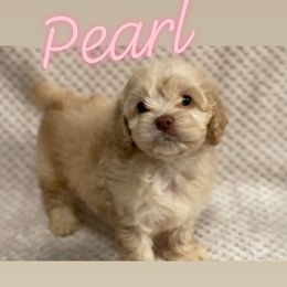Cockapoo and Poodle Puppies from Nikol Nik