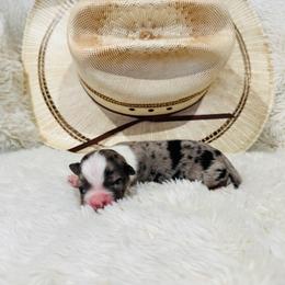 'Zeus' - Blue merle male Australian Shepherd puppy in Durand, Wisconsin from Larson’s Legacy Aussome Aussie Kennels