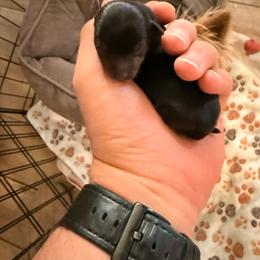 Sunny - Blue and gold male Yorkshire Terrier puppy in Phoenix, Arizona from De La Cruz Yorkies