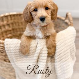 Rusty - Apricot male Goldendoodle puppy in Melba, Idaho from KZ Doodles