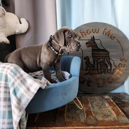 Black Collar - Blue Great Dane puppy in Alton, Illinois from Show Me Great Danes