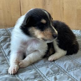Pumpkin - Black white and tan female Collie puppy in Underwood, Indiana from Third Gen Collies