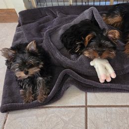 Yorkshire Terrier Puppies from North Idaho Yorkies