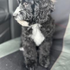 Cockapoo and Golden Mountain Doodle Puppies from Doodles of Joy