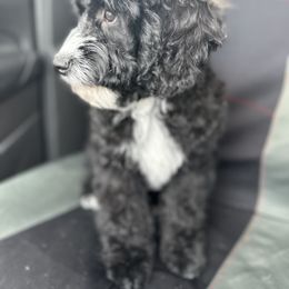 Cockapoo and Golden Mountain Doodle Puppies from Doodles of Joy