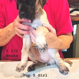 Great Dane Puppies from Drogheda Great Danes