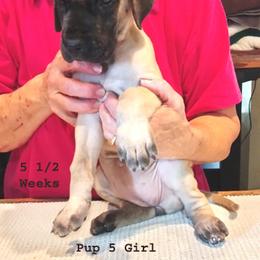 Great Dane Puppies from Drogheda Great Danes