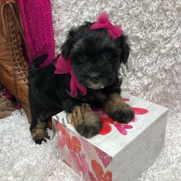 Fannie - Phantom female Maltipoo puppy in West Plains, Missouri from Puppies-4U