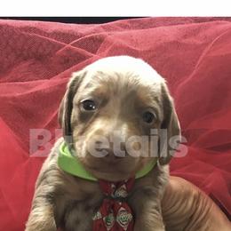 Chihuahua and Dachshund Puppies from Jean Takac