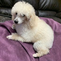 Poodles from Azlynn Kennels