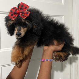 Poodle puppies from Taste Of Flavor LLC
