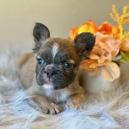 French Bulldog Puppies from Shining K Ranch