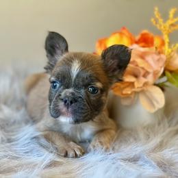 French Bulldog Puppies from Shining K Ranch