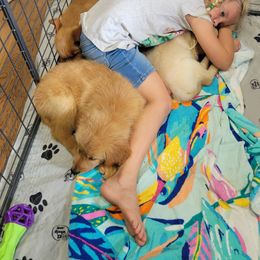 Goldendoodle and Golden Retriever Puppies from A Golden Summer