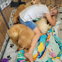 Goldendoodle and Golden Retriever Puppies from A Golden Summer