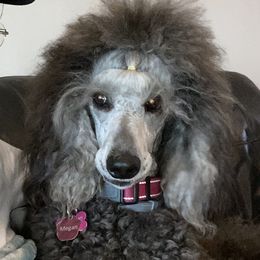 Megan - Poodle