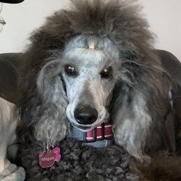 Megan - Poodle