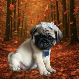Pug Puppies from Lisa's Pugalicious Pugs