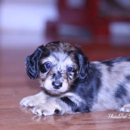 Dachshund Puppies from Shadow Ridge Farms