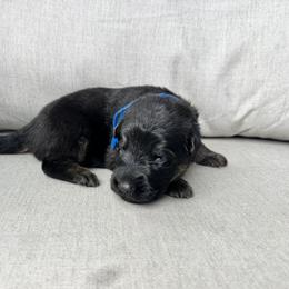 Boy 4 - male German Shepherd puppy in Liberty Hill, Texas from Liberty Shepherds