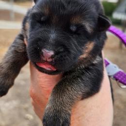 Girl 2 - Black and red female German Shepherd puppy in Roanoke, Alabama from Von Schönen Träumen German Shepherds