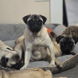 Sweetie - Pug